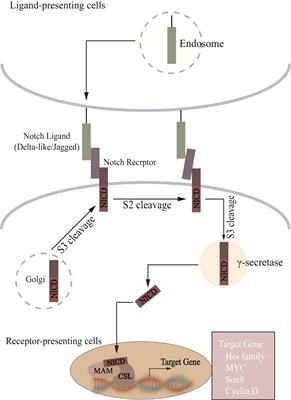 Gut brain interaction theory reveals gut microbiota mediated neurogenesis and traditional Chinese medicine research strategies